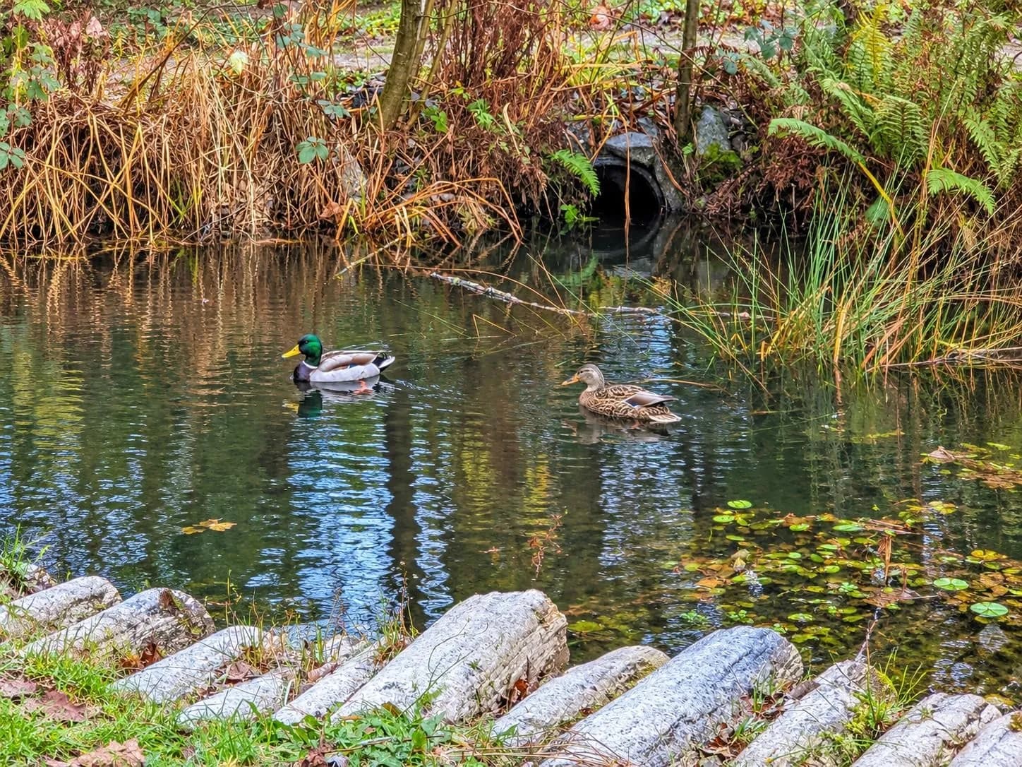6202 Sitka Road, Sechelt, BC V0N 3A3 — image 22